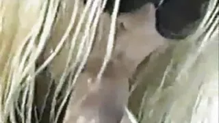 Une vilaine brune femmes mures poilues à queue de cochon se fait attacher les mains derrière le dos et se fait ramoner la bouche